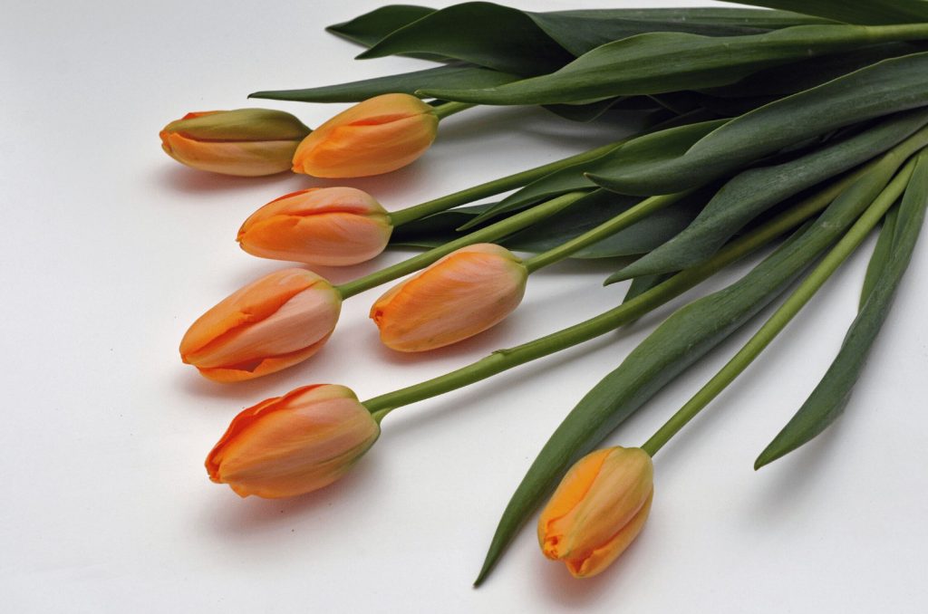 8 Martie