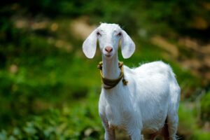 lapte de capra de la fermierii din Romania