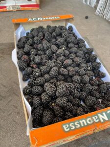 Grădina Cu Mure 01 Poze