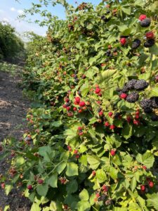 Grădina Cu Mure 03 Poze