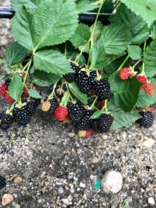 Gradina Cu Mure Poze 02