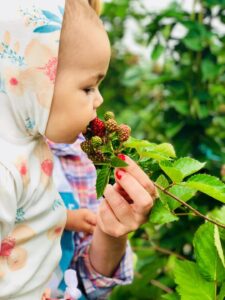 Gradina Cu Mure Poze 04