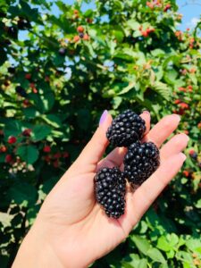 Gradina Cu Mure Poze 06