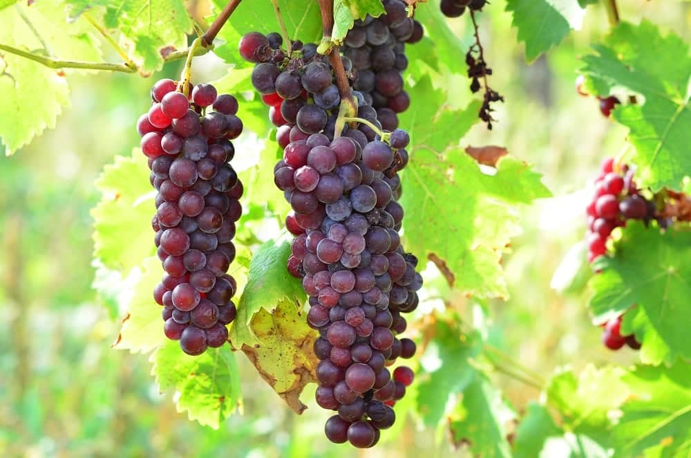 Cele Mai Bune Vinuri Românești Din Soiuri Autohtone Fetească Neagră, Fetească Regală, Tămâioasă Românească și Busuioacă De Bohotin 4