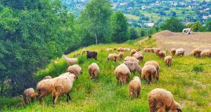 Vatra Boierească #1