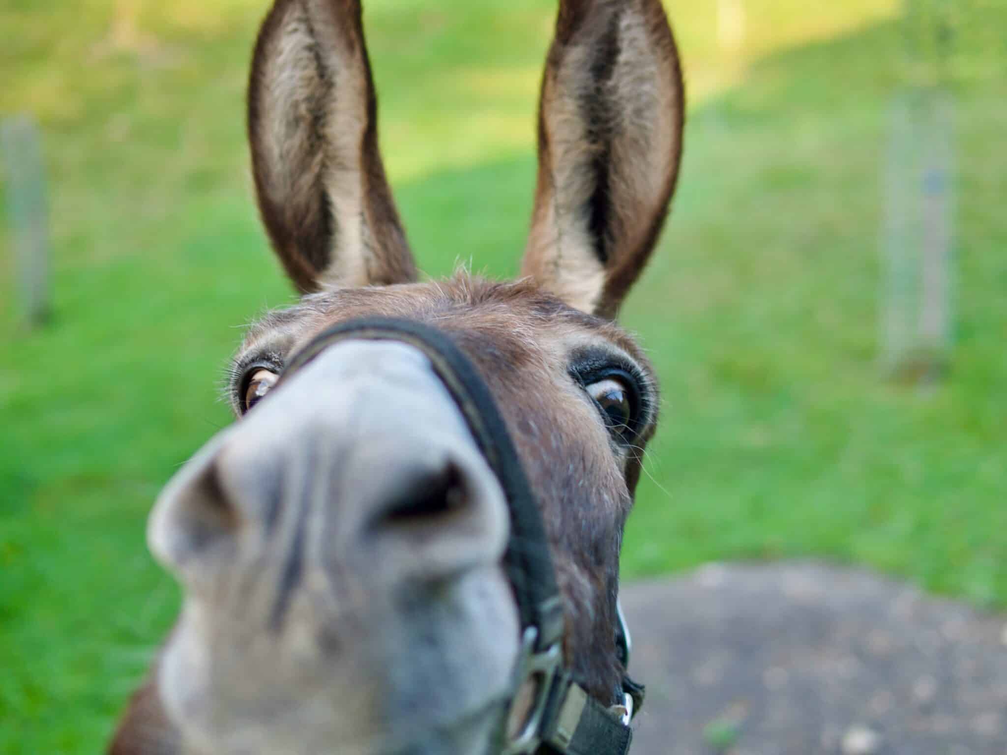 laptele de măgăriță YHA