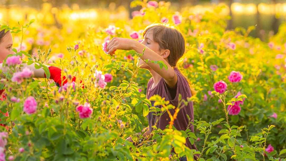 Paboland cultură de trandafiri 01