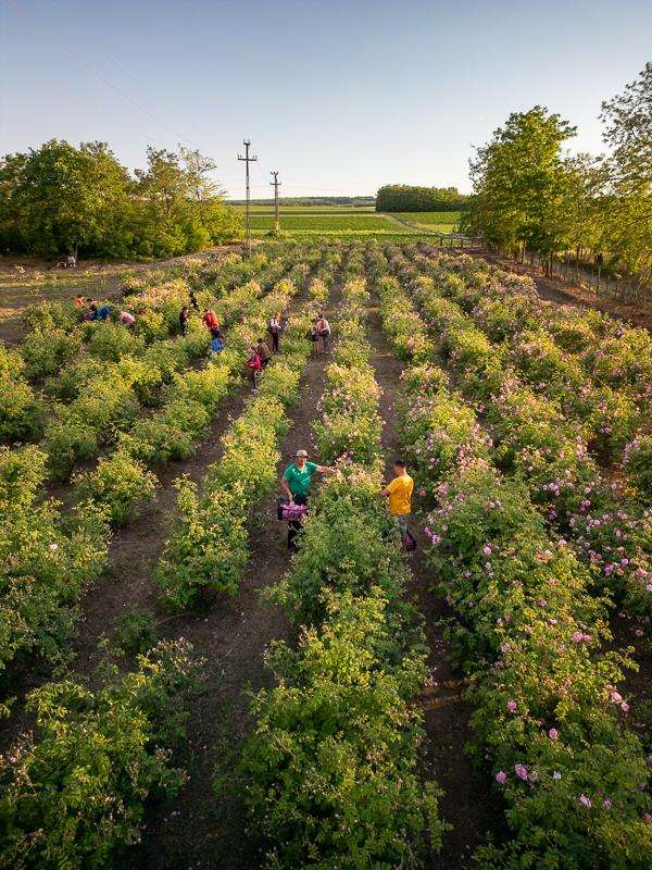 Paboland cultură de trandafiri