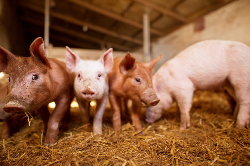 Cât de important este să folosești furaje fără stimulatori de creștere