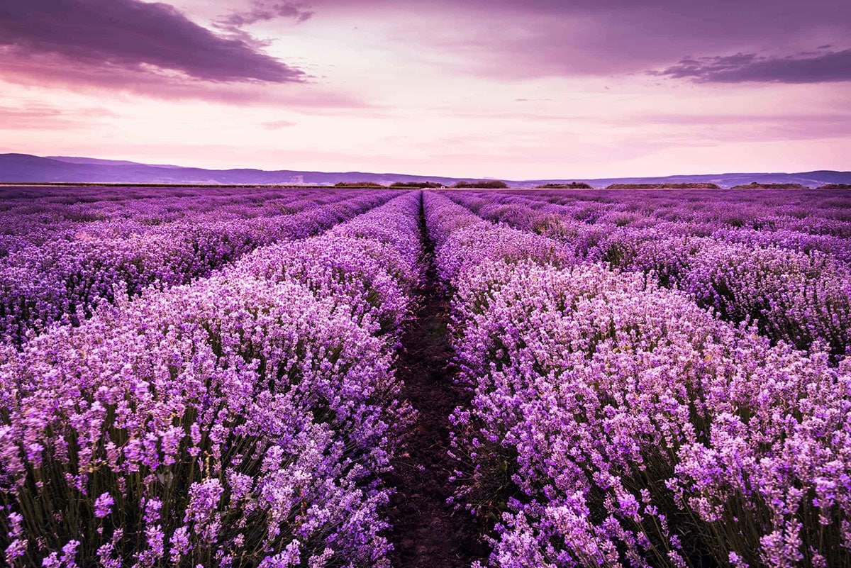 Lavanda Scaled 1 2.jpg